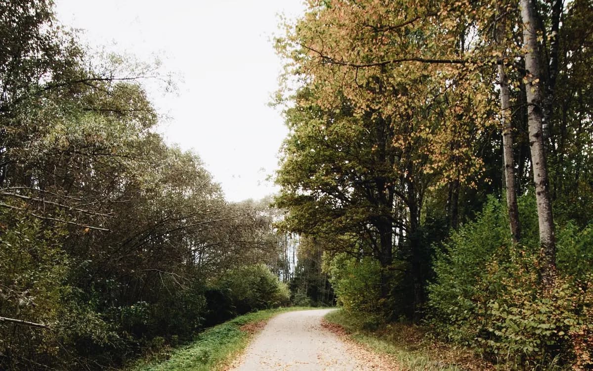 A park path covered with fallen autumn leaves.